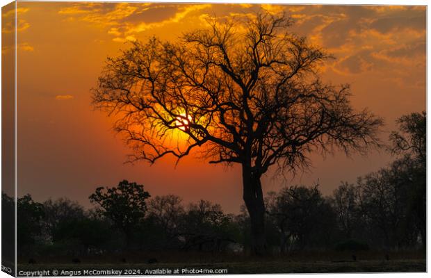 African sunset, Zambia Canvas Print by Angus McComiskey