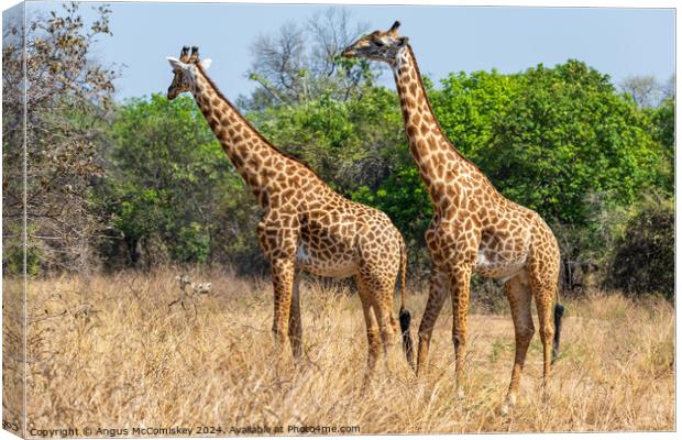 A pair of male Thornicroft's giraffes, Zambia Canvas Print by Angus McComiskey