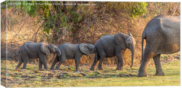 Follow my leader - African elephant calves Zambia Canvas Print by Angus McComiskey