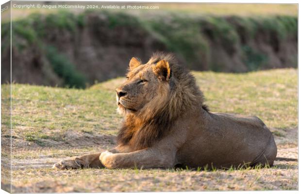 Majestic male lion at sunrise, Zambia Canvas Print by Angus McComiskey