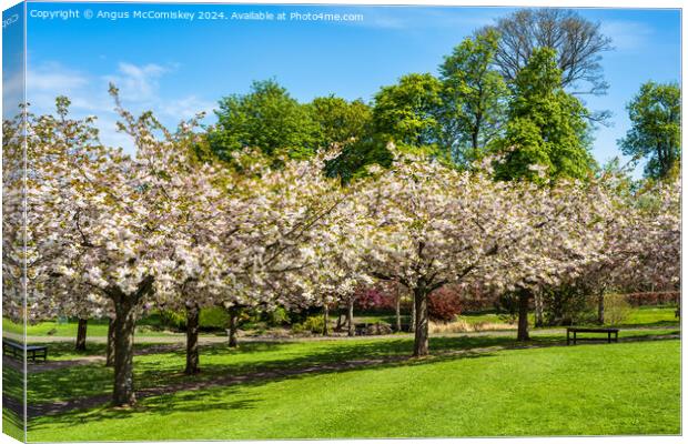 Cherry blossom in Lauriston Castle Japanese Garden Canvas Print by Angus McComiskey