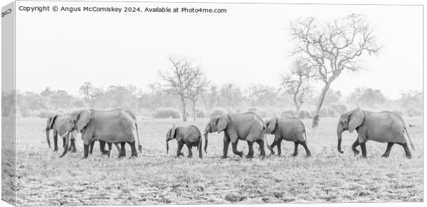 Herd of African elephants on the move in Zambia Canvas Print by Angus McComiskey