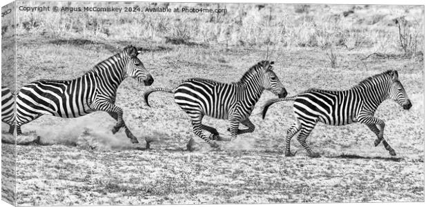 Galloping zebras Zambia (black and white) Canvas Print by Angus McComiskey