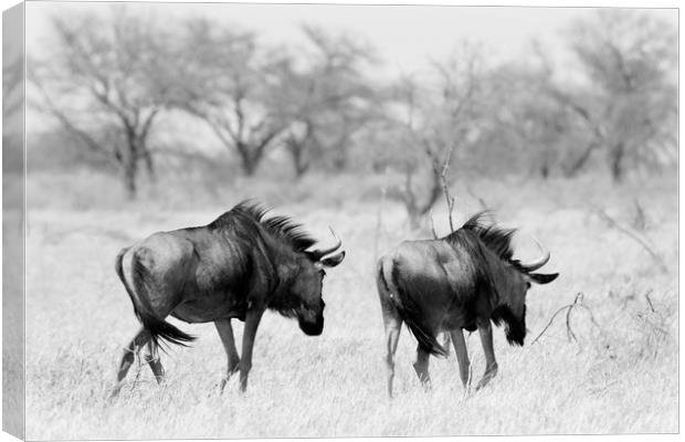 Wildebeest disappearing into bush Canvas Print by Angus McComiskey