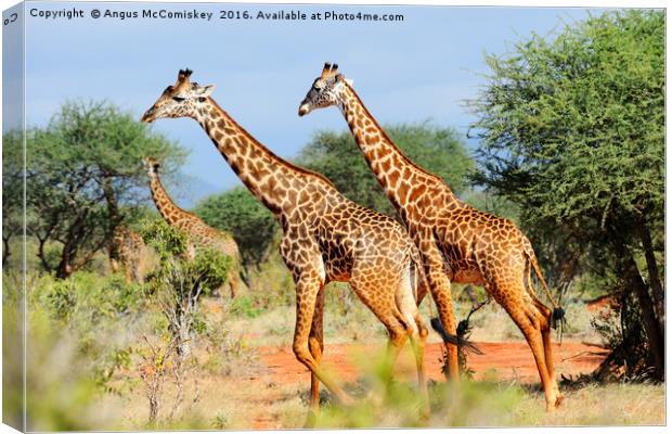Giraffes browsing acacia trees Canvas Print by Angus McComiskey