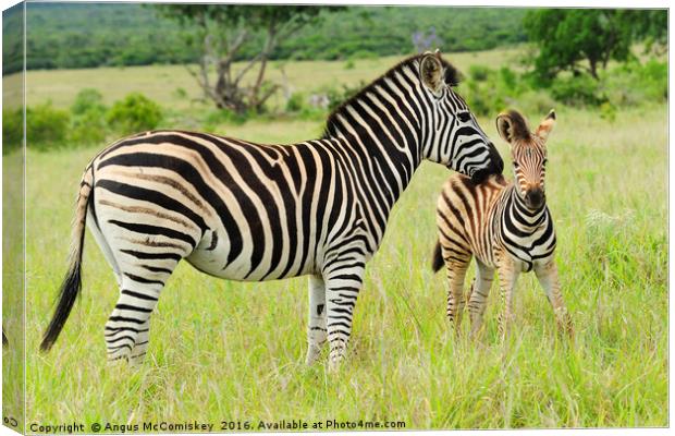 Female zebra with foal Canvas Print by Angus McComiskey