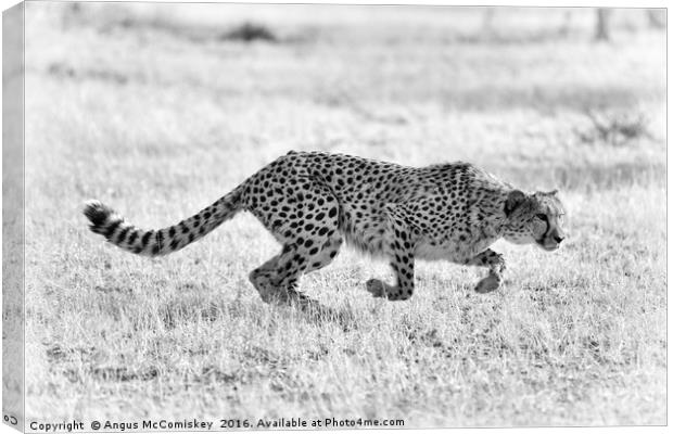 Cheetah springs into action mono Canvas Print by Angus McComiskey