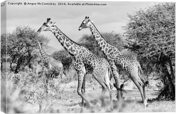 Giraffes browsing acacia trees mono Canvas Print by Angus McComiskey