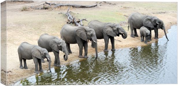 Group of elephants drinking at waterhole Canvas Print by Angus McComiskey