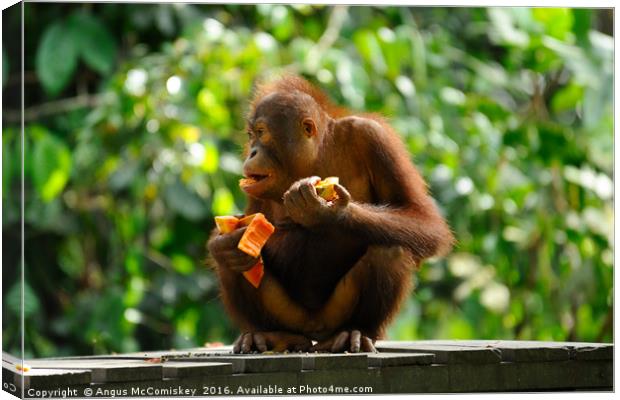 Young male orangutan eating fruit Canvas Print by Angus McComiskey