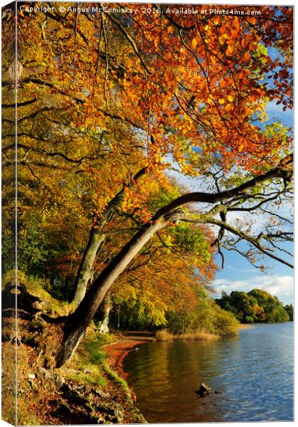 Autumn colours by Lake of Menteith Canvas Print by Angus McComiskey