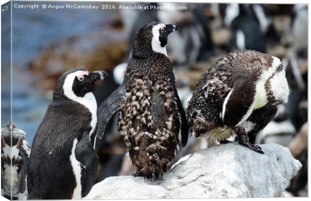 Juvenile jackass penguins with moulting feathers Canvas Print by Angus McComiskey