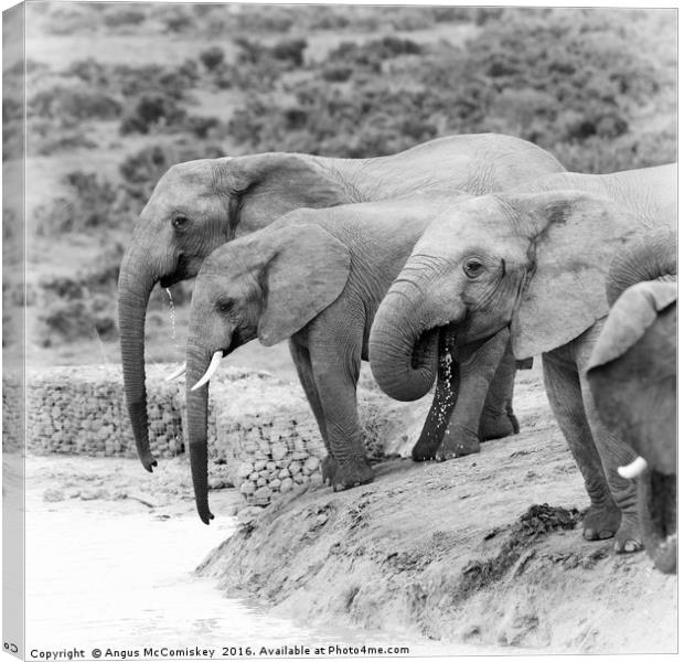 Elephants drinking at waterhole mono Canvas Print by Angus McComiskey