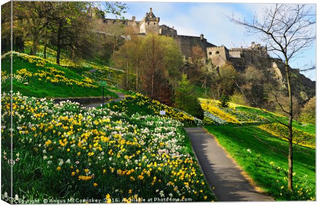 Daffodils in Princes Street Gardens Canvas Print by Angus McComiskey
