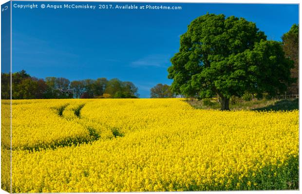 Rapeseed field Perthshire Canvas Print by Angus McComiskey