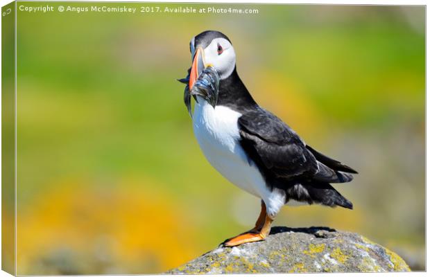 Atlantic Puffin with sand eels Canvas Print by Angus McComiskey