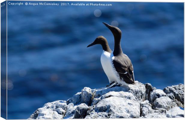 Pair of Guillemots on rock ledge Canvas Print by Angus McComiskey