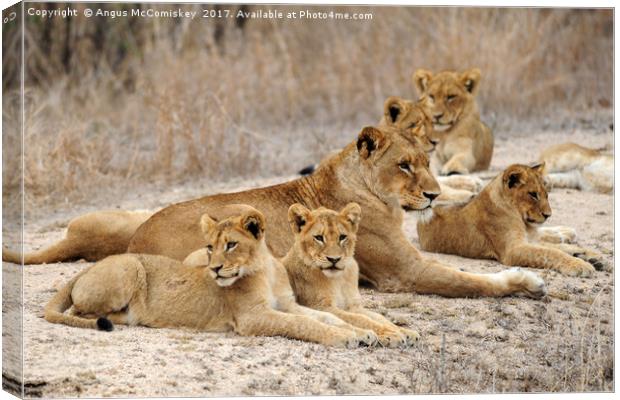 Lioness with cubs Canvas Print by Angus McComiskey