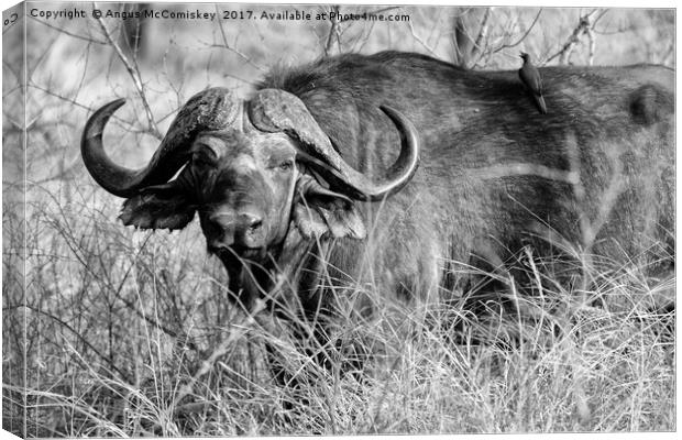 Cape buffalo in bush (mono) Canvas Print by Angus McComiskey