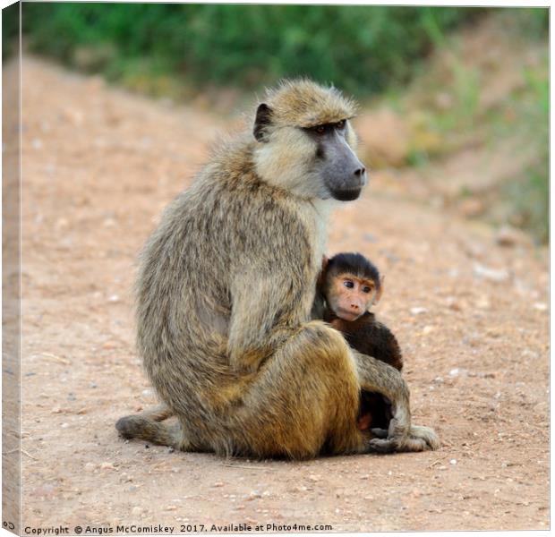 Baboon with young, Amboseli National Park, Kenya Canvas Print by Angus McComiskey