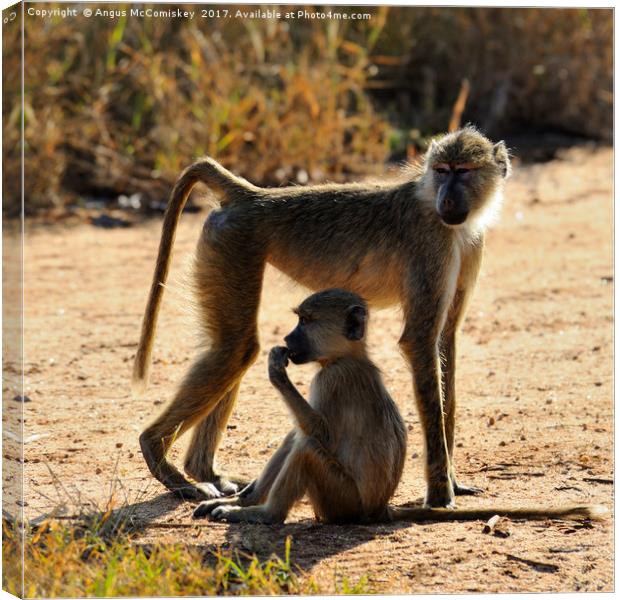 Baboon with young, Taita Hills Game Reserve, Kenya Canvas Print by Angus McComiskey