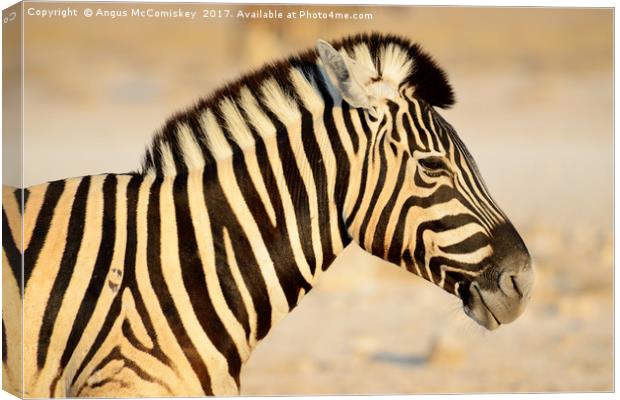 Zebra portrait at first light Canvas Print by Angus McComiskey