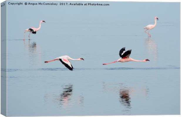 Flamingos at Walvis Bay, Namibia Canvas Print by Angus McComiskey