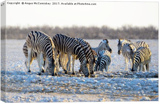 Zebras drinking at waterhole at first light Canvas Print by Angus McComiskey