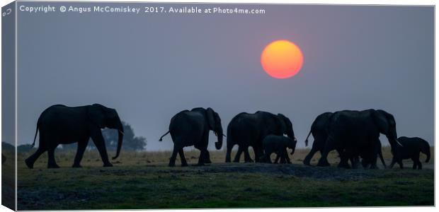 Elephants on the move at sunset Canvas Print by Angus McComiskey