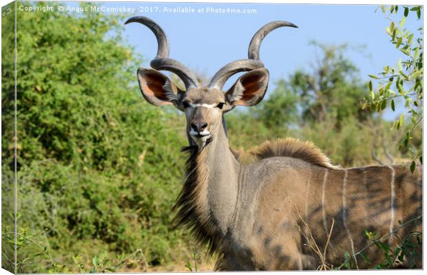 Portrait of a male greater kudu Canvas Print by Angus McComiskey