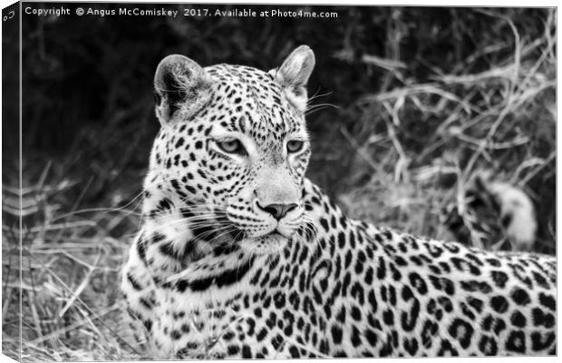 Leopard portrait Botswana (mono) Canvas Print by Angus McComiskey