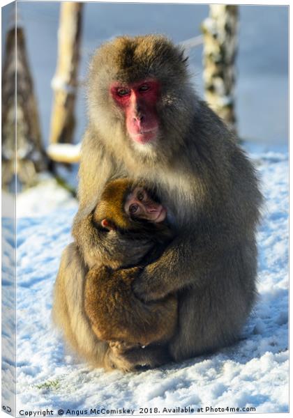 Japanese macaque (snow monkey) with young Canvas Print by Angus McComiskey