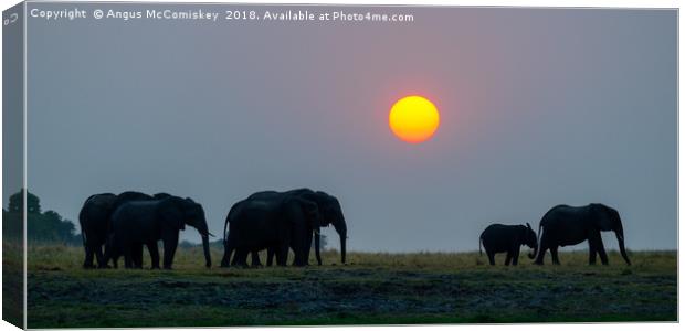 Elephants at sunset Canvas Print by Angus McComiskey
