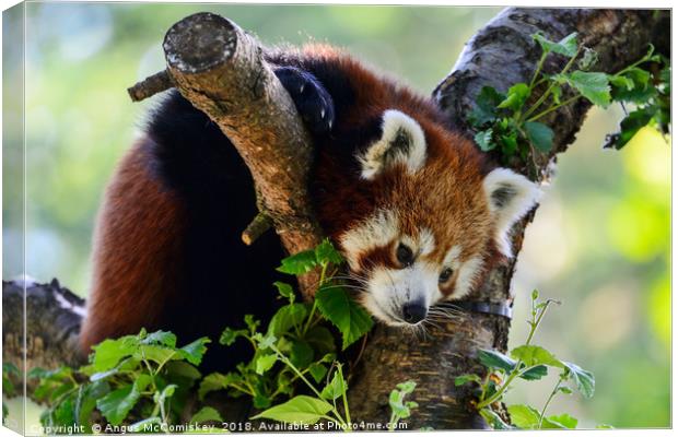 Red panda sitting in tree Canvas Print by Angus McComiskey
