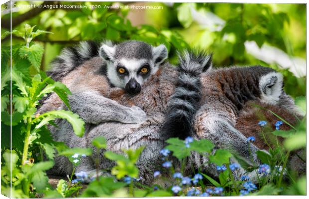 Ring-tailed lemur Canvas Print by Angus McComiskey