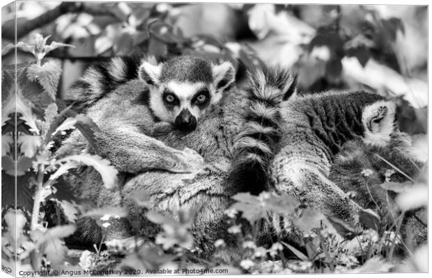 Ring-tailed lemur mono Canvas Print by Angus McComiskey