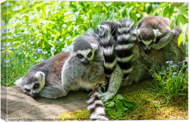 Ring-tailed lemur huddle Canvas Print by Angus McComiskey