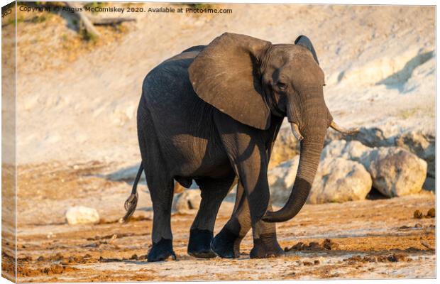 Solitary bull elephant by the Chobe River, Botswan Canvas Print by Angus McComiskey