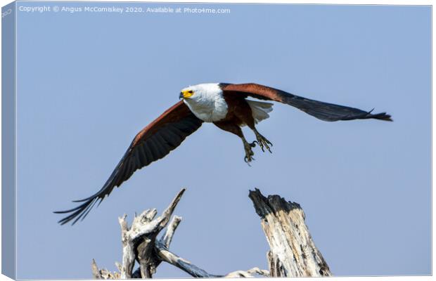 African fish eagle in flight Canvas Print by Angus McComiskey