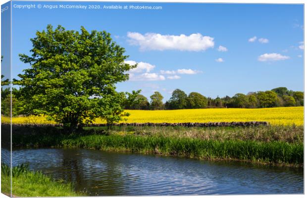 Yellow rapeseed field next to Union Canal Canvas Print by Angus McComiskey