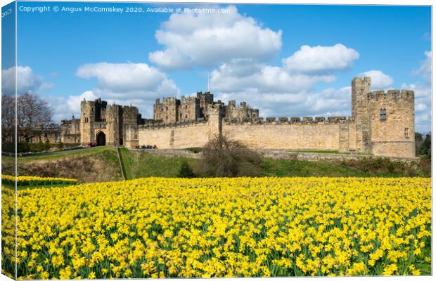 Alnwick Castle daffodils Canvas Print by Angus McComiskey