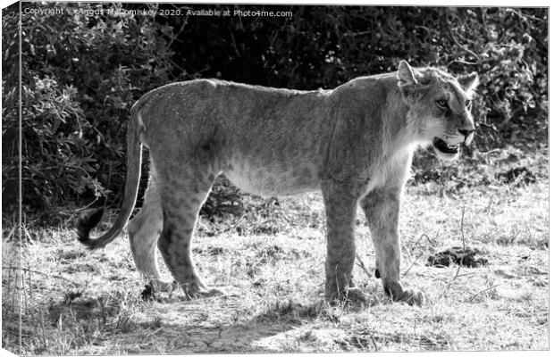 Watchful young male African lion, Botswana mono Canvas Print by Angus McComiskey