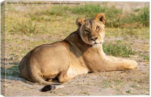 Lioness waiting for cub Canvas Print by Angus McComiskey