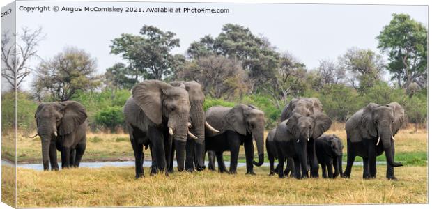 Elephants leaving river in Okavango Delta Canvas Print by Angus McComiskey