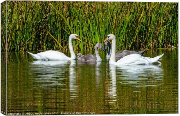 Adult swans with cygnets in reed bed, Scotland Canvas Print by Angus McComiskey