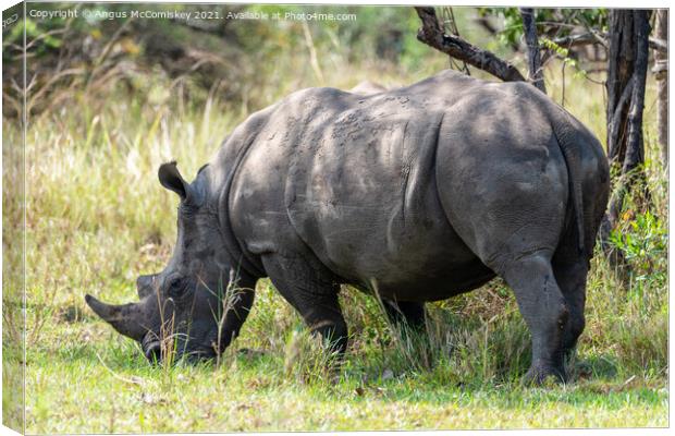 Southern White Rhino, Ziwa Rhino Sanctuary, Uganda Canvas Print by Angus McComiskey