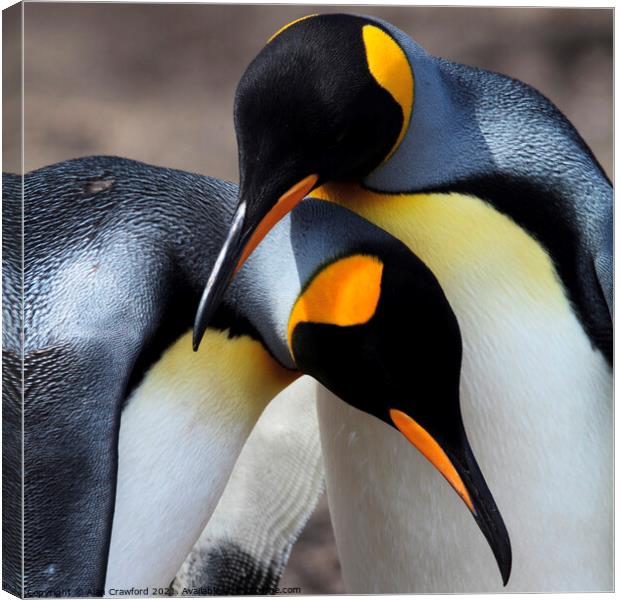 King Penguin Pair, Falkland Islands Canvas Print by Alan Crawford