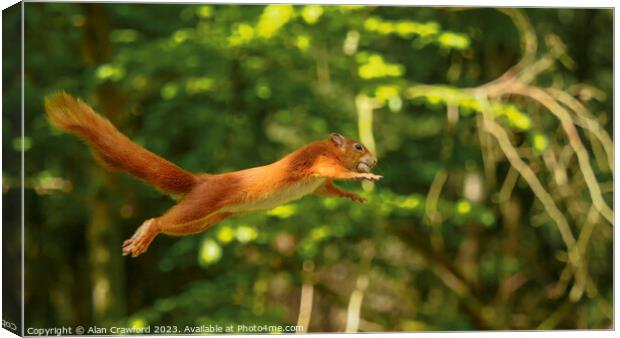 Red Squirrel Jumping between Trees Canvas Print by Alan Crawford