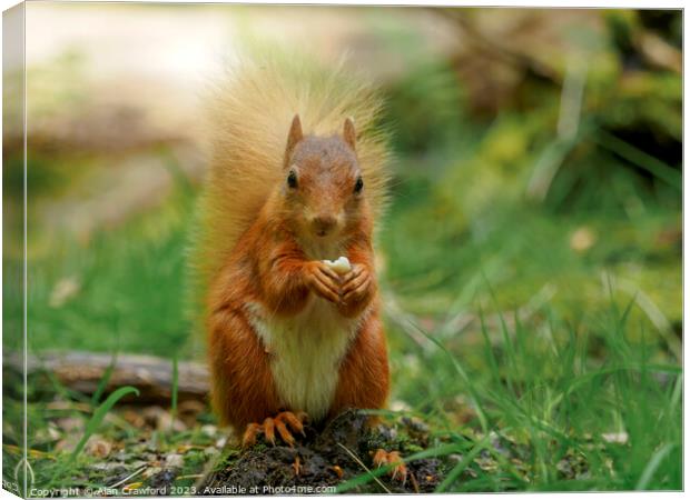 Red squirrel eating a nut Canvas Print by Alan Crawford