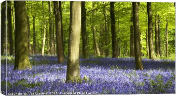Bluebell Wood Watercolour Canvas Print by Alan Crawford